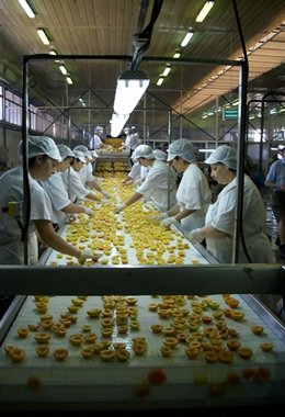 果物加工ラインの写真