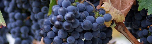 葡萄の写真