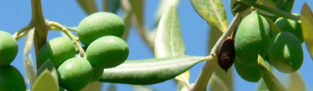オリーブの写真